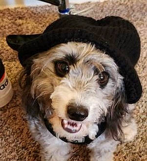 Katana joined the competition — help win amazing prizes! ancient_dog_breeds, bottle, canidae, carnivore, companion_dog, dog, dog_breed, fashion_accessory, fur, hat, leash, schnauzer, small_terrier, snout, sporting_group, terrestrial_animal, terrier, toy_dog, working_animal, working_dog
