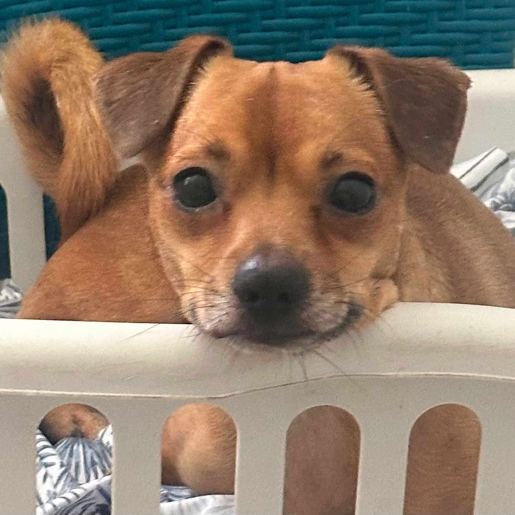 Minion is registered to the contest to win money with this photo: dog, puppy, brown_dog, laundry_basket, curious, pet, indoor, closeup, animal, cute, small_dog, ears, tail, blanket, resting, face, whiskers, furniture, home, looking