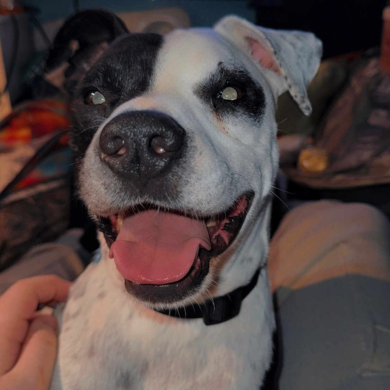 Tagie Boy is registered to the contest to win money with this photo: affection, animal, black_and_white, canine, close_up, collar, companion, cute, dog, domestic_animal, ears, face, friendly, fur, hand, happy, indoor, pet, smiling, tongue_out