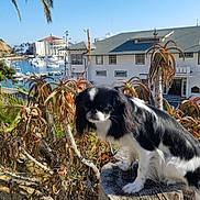 Koeko is registered to the contest to win money with this photo: dog, tree_stump, succulents, plants, coast, boats, marina, building, outdoor, sunny, sky, black_and_white, pet, animal, nature, landscape, small_dog, fur, quiet, daytime