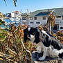 dog, tree_stump, succulents, plants, coast, boats, marina, building, outdoor, sunny, sky, black_and_white, pet, animal, nature, landscape, small_dog, fur, quiet, daytime