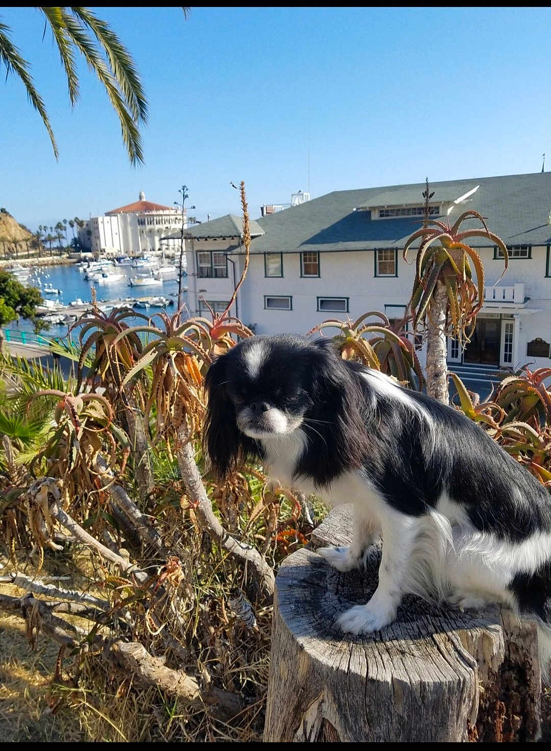 Koeko is registered to the contest to win money with this photo: dog, tree_stump, succulents, plants, coast, boats, marina, building, outdoor, sunny, sky, black_and_white, pet, animal, nature, landscape, small_dog, fur, quiet, daytime