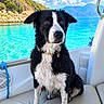 dog, border_collie, wet_fur, black_and_white, pet, animal, boat, boat_seat, water, lake, mountains, tropical, outdoor, sunny, blue_sky, clouds, portrait, sitting, collar, vacation