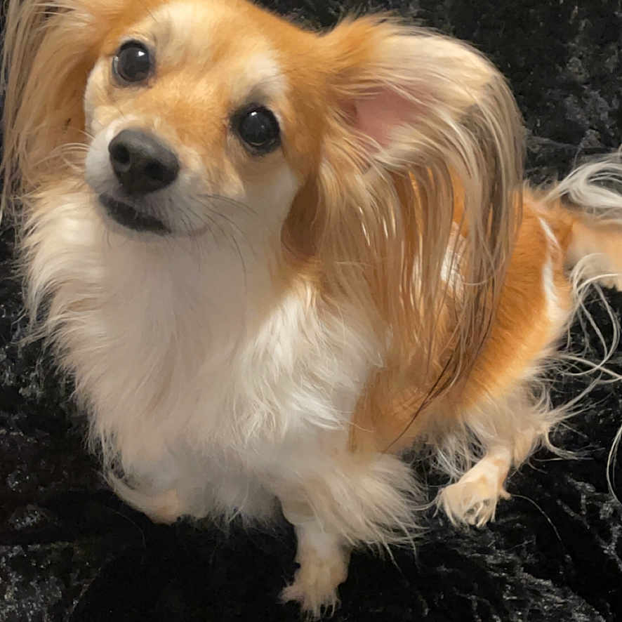 Sunday Mama is registered to the contest to win money with this photo: adorable, animal, black_nose, canine, companion, curious, cute, dog, ears, fluffy, friendly, fur, golden_fur, indoor, looking_up, pet, portrait, small_dog, soft_texture, white_fur