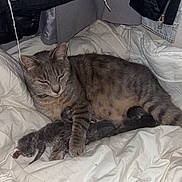 Pépite a rejoint le concours — aidez-le/la à gagner de superbes lots ! cat, kitten, mother_cat, newborn, sleeping, blanket, indoor, cozy, resting, fur, animal, pet, nursing, cute, small, striped, mammal, comfort, denim, leather_jacket