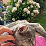 cat, gray_tabby, hand, person, towel, pink, white, flowers, bushes, garden, outdoor, relaxing, pet, fur, whiskers, ear, nature, house, greenery, lap