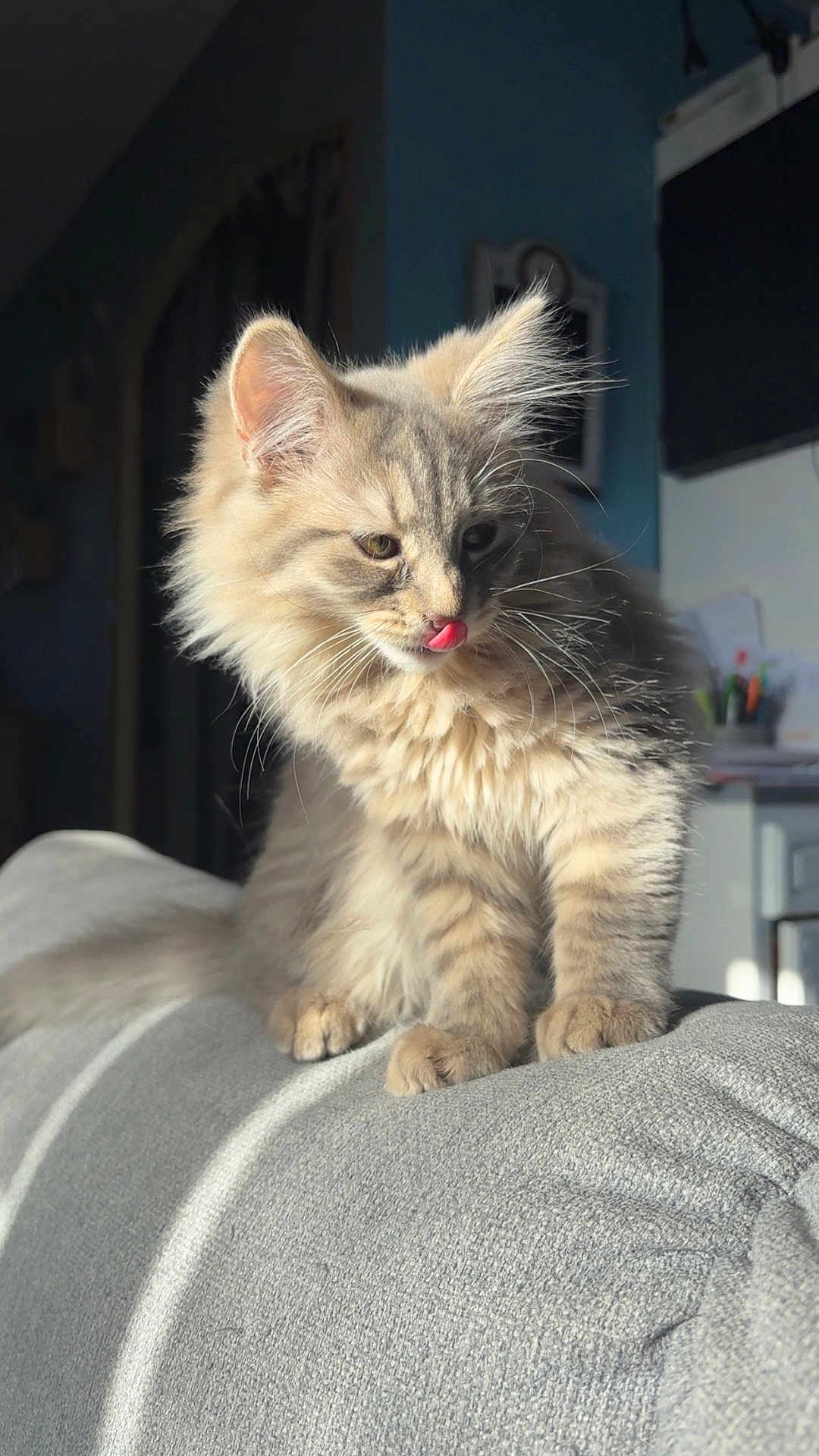 Luna participe au concours pour gagner de l'argent avec cette photo : kitten, cat, fluffy, indoor, couch, sunlight, tongue_out, pet, feline, cute, whiskers, soft, fur, domestic_animal, cozy, relaxed, animal, young, home, playful