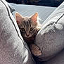 Luna a rejoint le concours — aidez-le/la à gagner de superbes lots ! kitten, cat, couch, cushion, grey, indoor, pet, feline, fur, ears, paw, curious, cozy, soft, closeup, animal, home, cute, relaxing, daylight