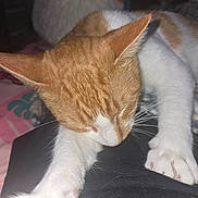 Cowboy joined the competition — help win amazing prizes! cat, orange_cat, white_cat, pet, sleepy, stretching, paw, fur, whiskers, indoor, closeup, cozy, cute, animal, mammal, feline, relaxed, soft_toy, blurred_background, resting