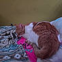 Cowboy is registered to the contest to win money with this photo: cat, sleeping, bed, blanket, indoor, orange_and_white, fur, cozy, rest, animal, pet, curled_up, soft, comfort, quiet, domestic, cute, feline, relaxing, warm