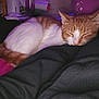 Cowboy joined the competition — help win amazing prizes! cat, sleeping, orange_cat, white_cat, pet, indoors, cozy, resting, fur, closeup, soft_lighting, purple_background, household_items, comfortable, animal, cute, domestic_cat, relaxed, feline, nap