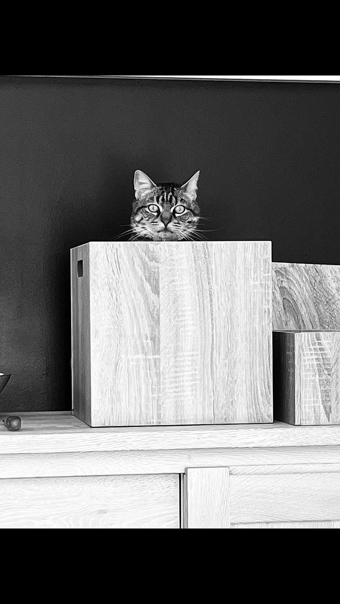 Nuts a rejoint le concours — aidez-le/la à gagner de superbes lots ! cat, tabby_cat, wooden_box, shelf, furniture, curious, peeking, ears, eyes, indoor, animal, pet, black_and_white, portrait, wood_texture, minimalist, still_life, home, domestic, alert
