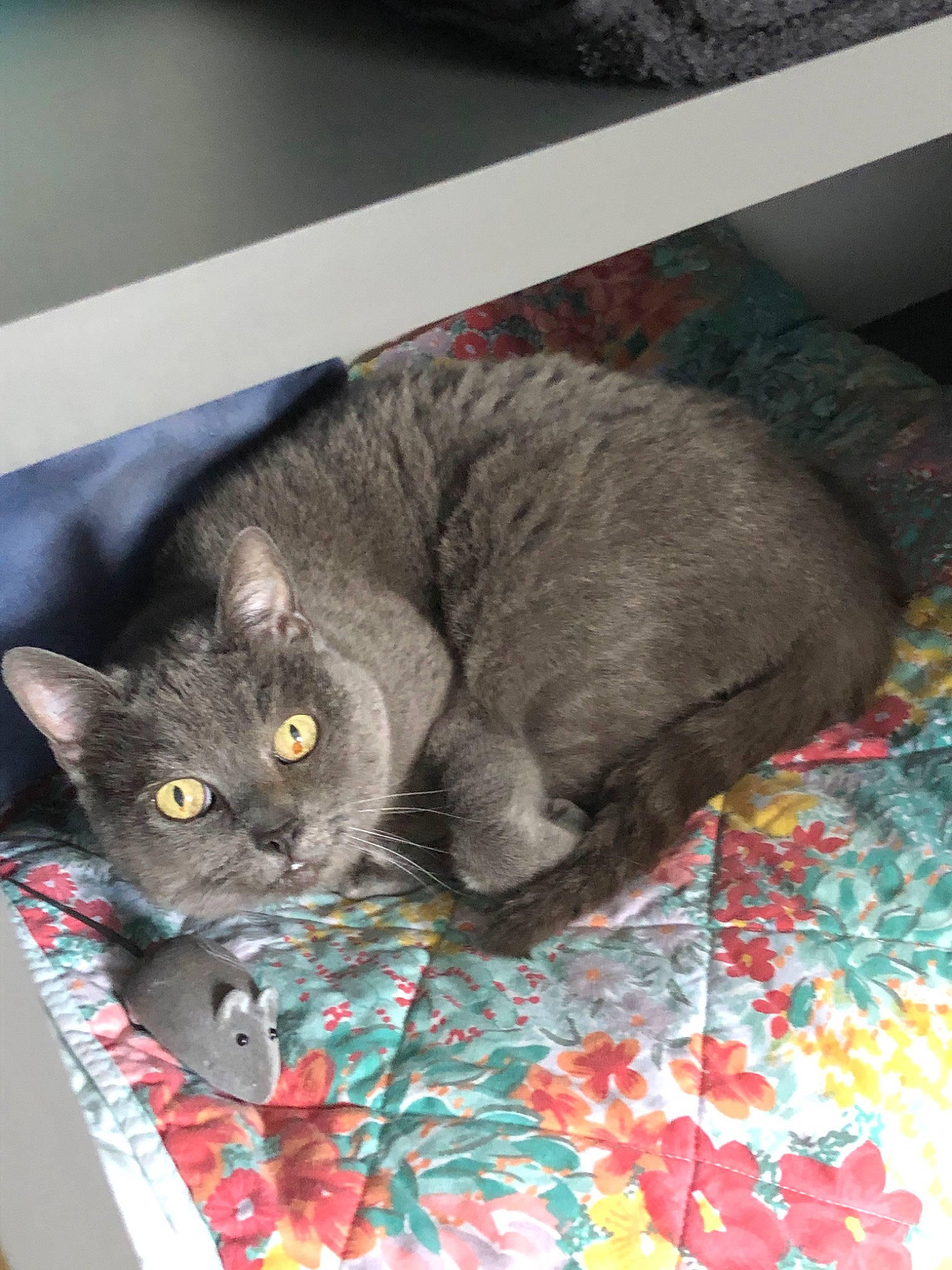 Pitchoun participe au concours pour gagner de l'argent avec cette photo : asian, british_shorthair, carnivore, cat, chartreux, domestic_short_haired_cat, european_shorthair, felidae, fur, kitten, korat, nebelung, russian_blue, small_to_medium_sized_cats, snout, whiskers