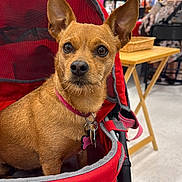 Lilly joined the competition — help win amazing prizes! animal, basket, brown_dog, chair, collar, cute, dog, ears, floor, furniture, indoor, light, looking, person, pet, pet_stroller, red, small_dog, table, tags