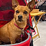 animal, basket, brown_dog, chair, collar, cute, dog, ears, floor, furniture, indoor, light, looking, person, pet, pet_stroller, red, small_dog, table, tags