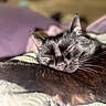 Binx joined the competition — help win amazing prizes! cat, black_cat, sleeping, nap, paw, whiskers, knitted_blanket, purple_pillow, cozy, feline, resting, fur, closeup, indoor, pet, soft, relaxation, animal, blurred_background