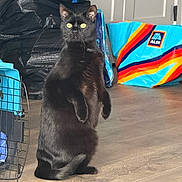 Binx joined the competition — help win amazing prizes! black_cat, cat, indoor, standing, curious, yellow_eyes, floor, shopping_bag, aluminum_door, household_items, pet, fur, alert, domestic_animal, wooden_floor, black_fur, bright_eyes, animal, looking, upright