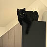 black_cat, cat, pet, animal, indoor, furniture, cabinet, relaxed, lounging, paw, domestic_cat, household, cute, alert, looking, high_perch, shadow, wall, minimalist, calm
