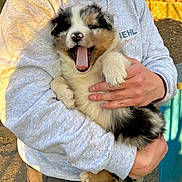 Alto a rejoint le concours — aidez-le/la à gagner de superbes lots ! puppy, dog, yawning, person, holding, sweatshirt, outdoor, sunlight, fence, happy, animal, pet, cute, fur, hand, casual_clothing, nature, daylight, playful, young