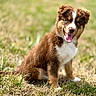 Baïa a rejoint le concours — aidez-le/la à gagner de superbes lots ! adorable, animal, brown, canine, cute, dog, friendly, fur, grass, happy, nature, outdoor, pet, playful, puppy, sitting, sunlight, tongue_out, white, young