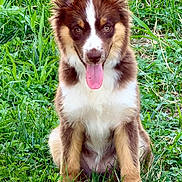 Baïa participe au concours pour gagner de l'argent avec cette photo : animal, canine, cute, dog, ears, fur, grass, greenery, happy, mammal, nature, outdoor, pet, playful, portrait, puppy, sitting, summer, tongue_out, young