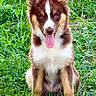 animal, canine, cute, dog, ears, fur, grass, greenery, happy, mammal, nature, outdoor, pet, playful, portrait, puppy, sitting, summer, tongue_out, young