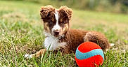 Baïa participe au concours pour gagner de l'argent avec cette photo : adorable, animal, ball, brown, cute, daylight, dog, field, fur, grass, laying, nature, outdoor, pet, play, puppy, summer, toy, white, young