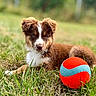 adorable, animal, ball, brown, cute, daylight, dog, field, fur, grass, laying, nature, outdoor, pet, play, puppy, summer, toy, white, young