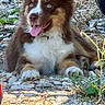 animal, blue_eyes, canine, close_up, dog, fluffy, fur, grass, happy, lying_down, nature, outdoor, pet, playful, puppy, resting, rocks, sunlight, tongue_out, young_dog