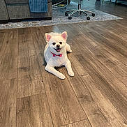 Sir Bentley is registered to the contest to win money with this photo: bow_tie, couch, cozy, dog, ears_up, floorboards, furniture, happy, hardwood_floor, home_interior, indoor, living_room, modern_decor, office_chair, pet, rug, small_dog, smiling, tongue_out, white_dog