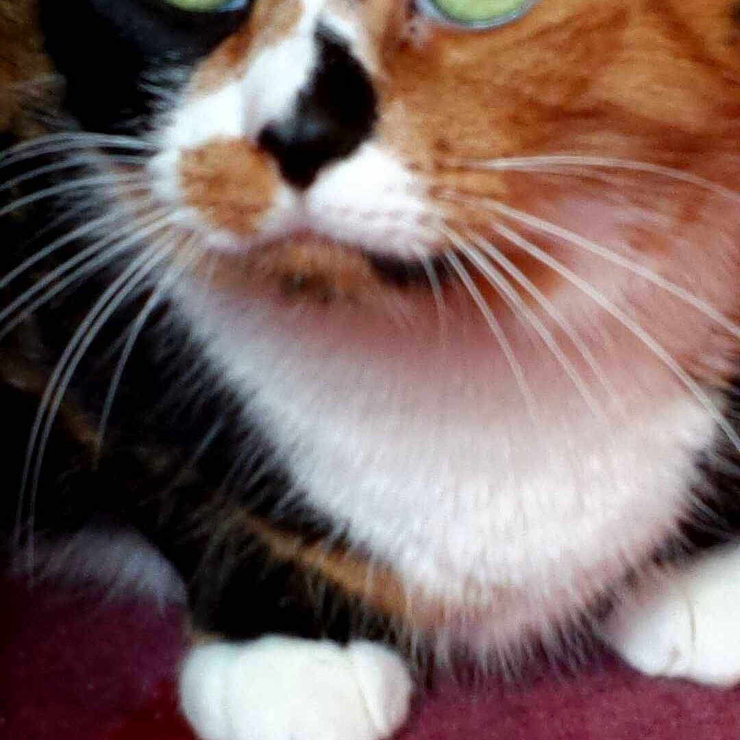 Mimi