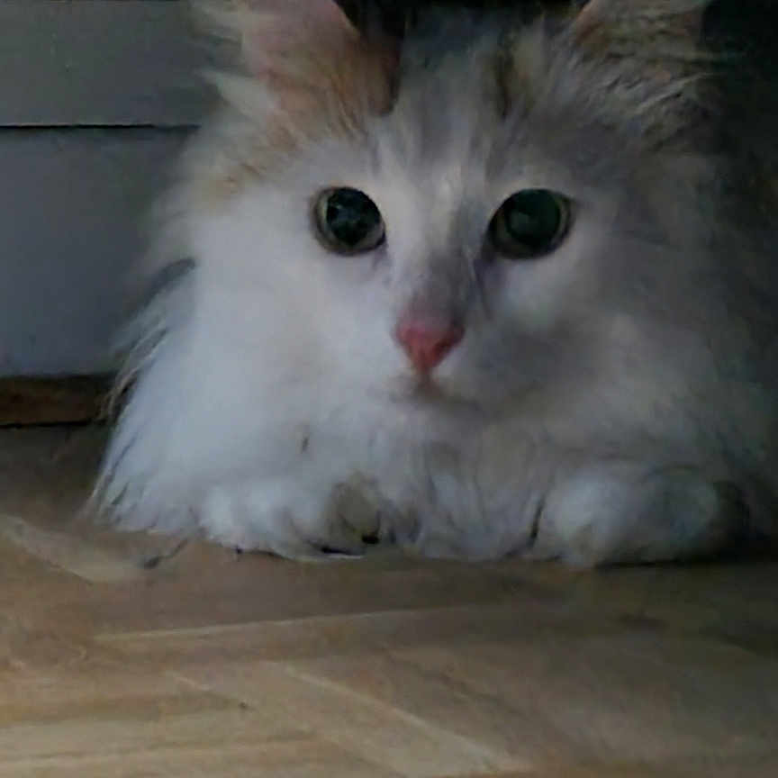 Okko a rejoint le concours — aidez-le/la à gagner de superbes lots ! cat, fluffy, white, animal, pet, indoor, wooden_floor, hiding, curious, ears, face, eyes, nose, feline, cute, fur, quiet, shadow, resting, closeup