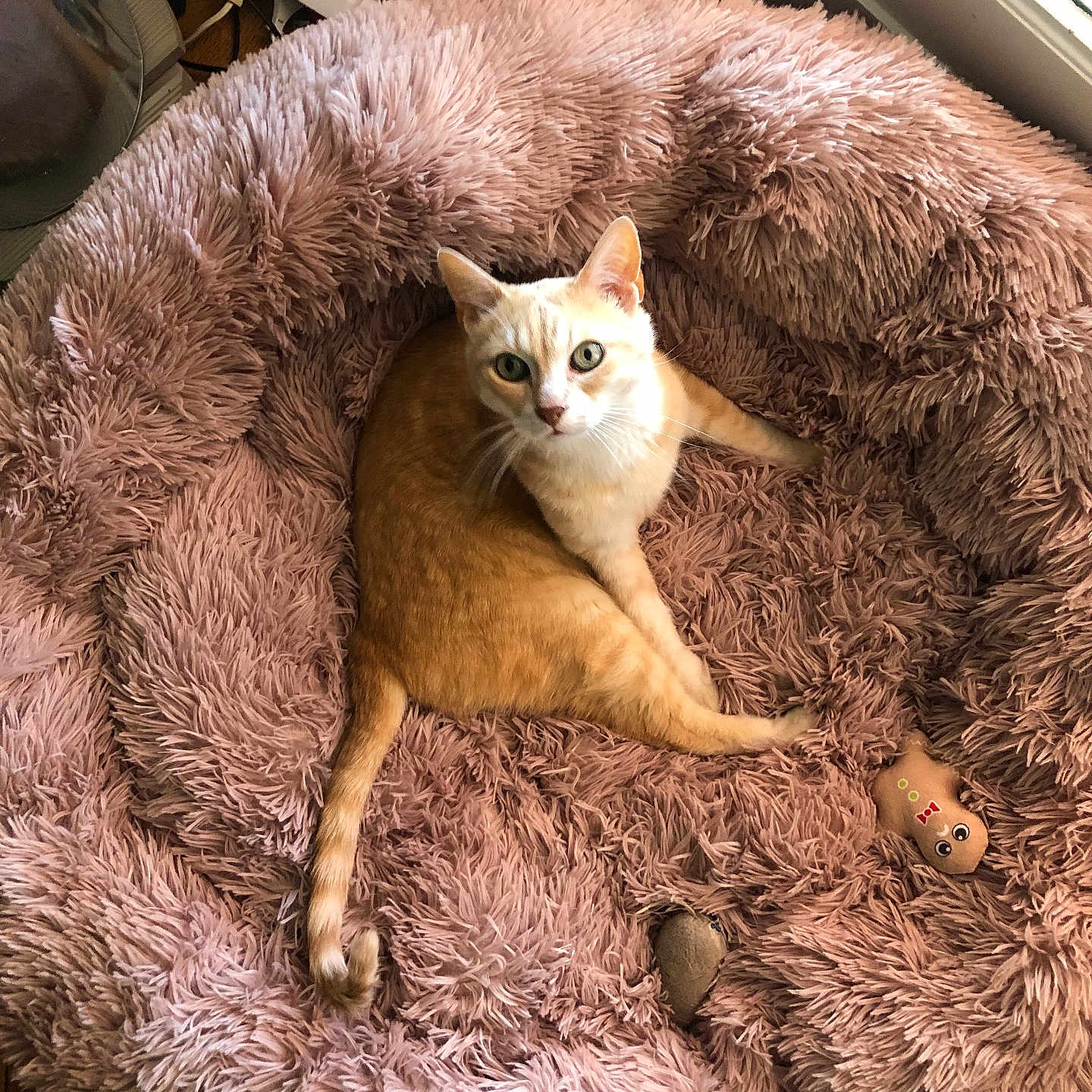 Flower a rejoint le concours — aidez-le/la à gagner de superbes lots ! animal, canine, car, car_interior, carseat, cat, dog, dogbed, homedecor, kitten, pet, transportation, vehicle