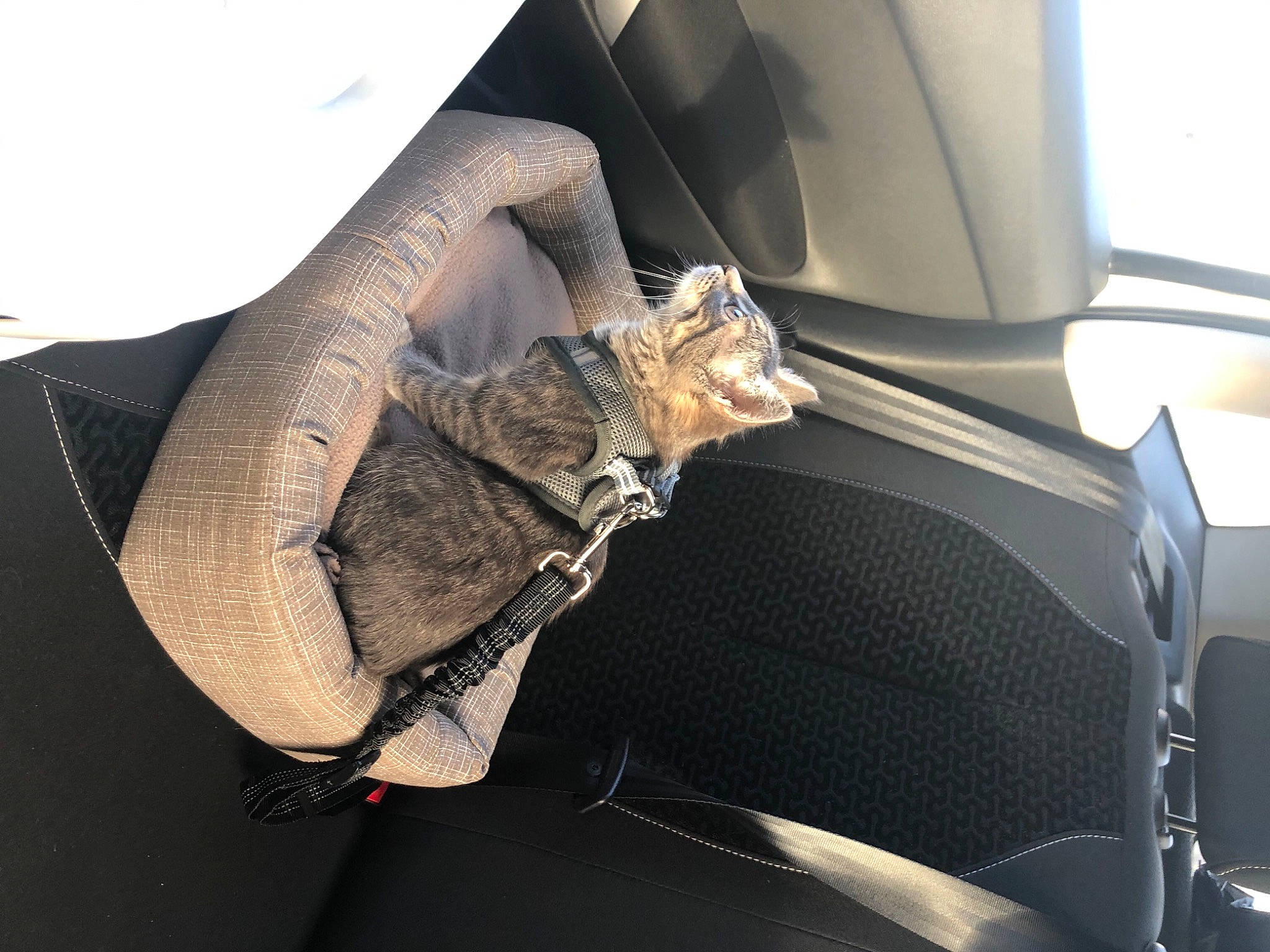 Pims participe au concours pour gagner de l'argent avec cette photo : automotive_window_part, beige, car_seat, car_seat_cover, head_restraint, pocket, silver, vehicle_door