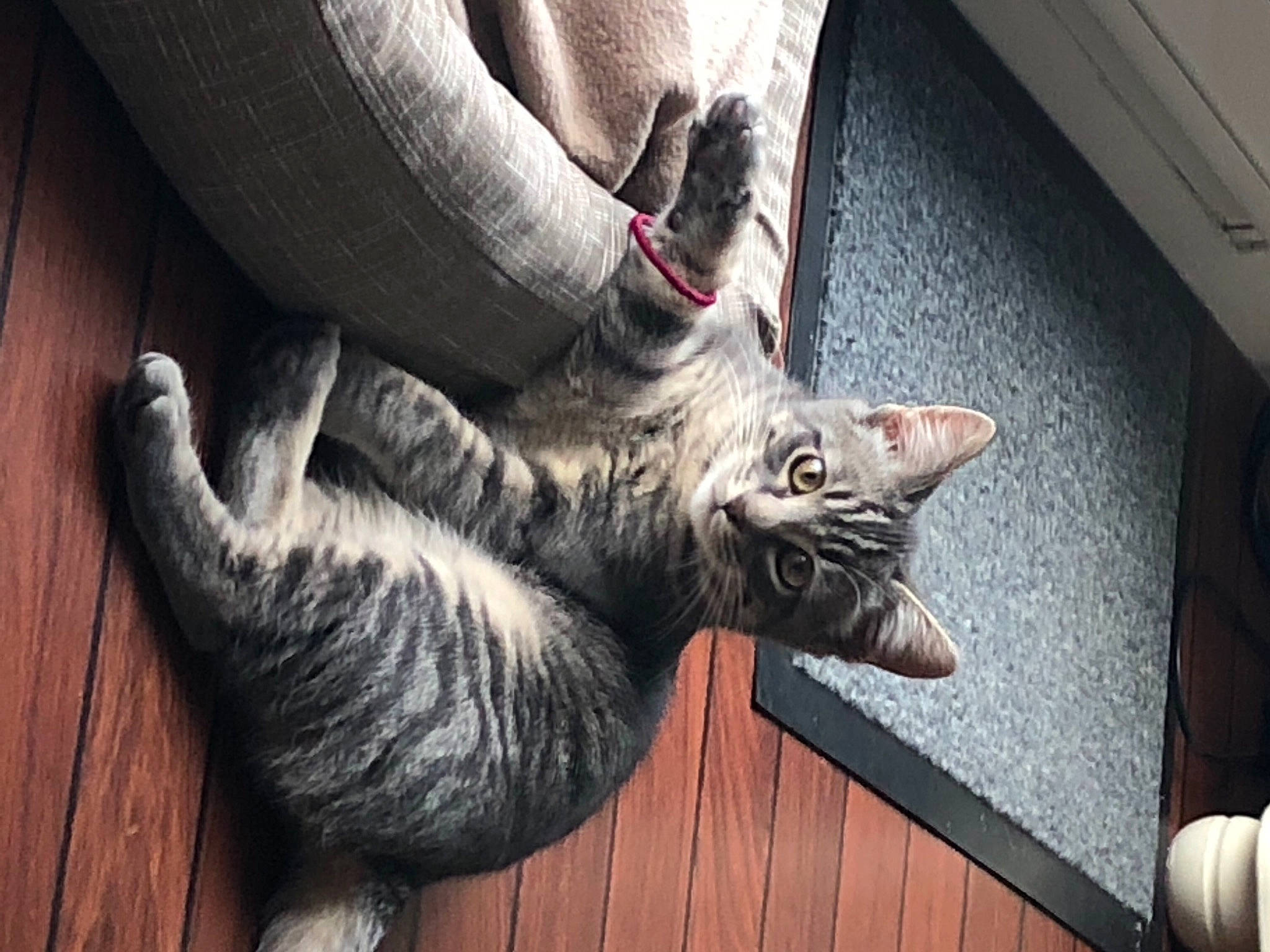 Pims participe au concours pour gagner de l'argent avec cette photo : carnivore, cat, domestic_short_haired_cat, felidae, fur, grey, hardwood, laminate_flooring, plank, plywood, small_to_medium_sized_cats, snout, tabby_cat, tail, vertebrate, whiskers, wood, wood_flooring, wood_stain