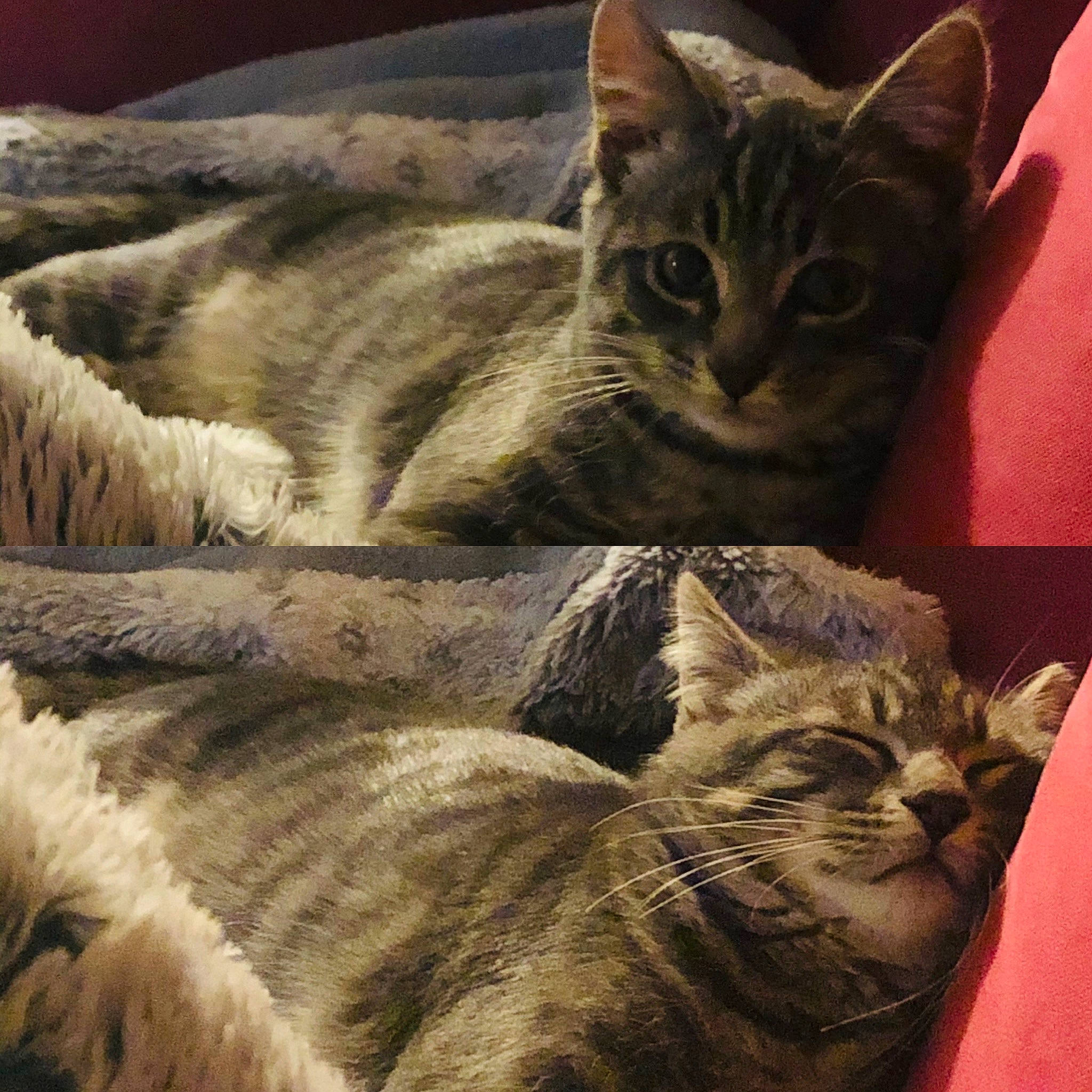 Pims a rejoint le concours — aidez-le/la à gagner de superbes lots ! carnivore, cat, domestic_short_haired_cat, european_shorthair, felidae, fur, mammal, organism, pet_supply, small_to_medium_sized_cats, snout, tabby_cat, terrestrial_animal, vertebrate, whiskers