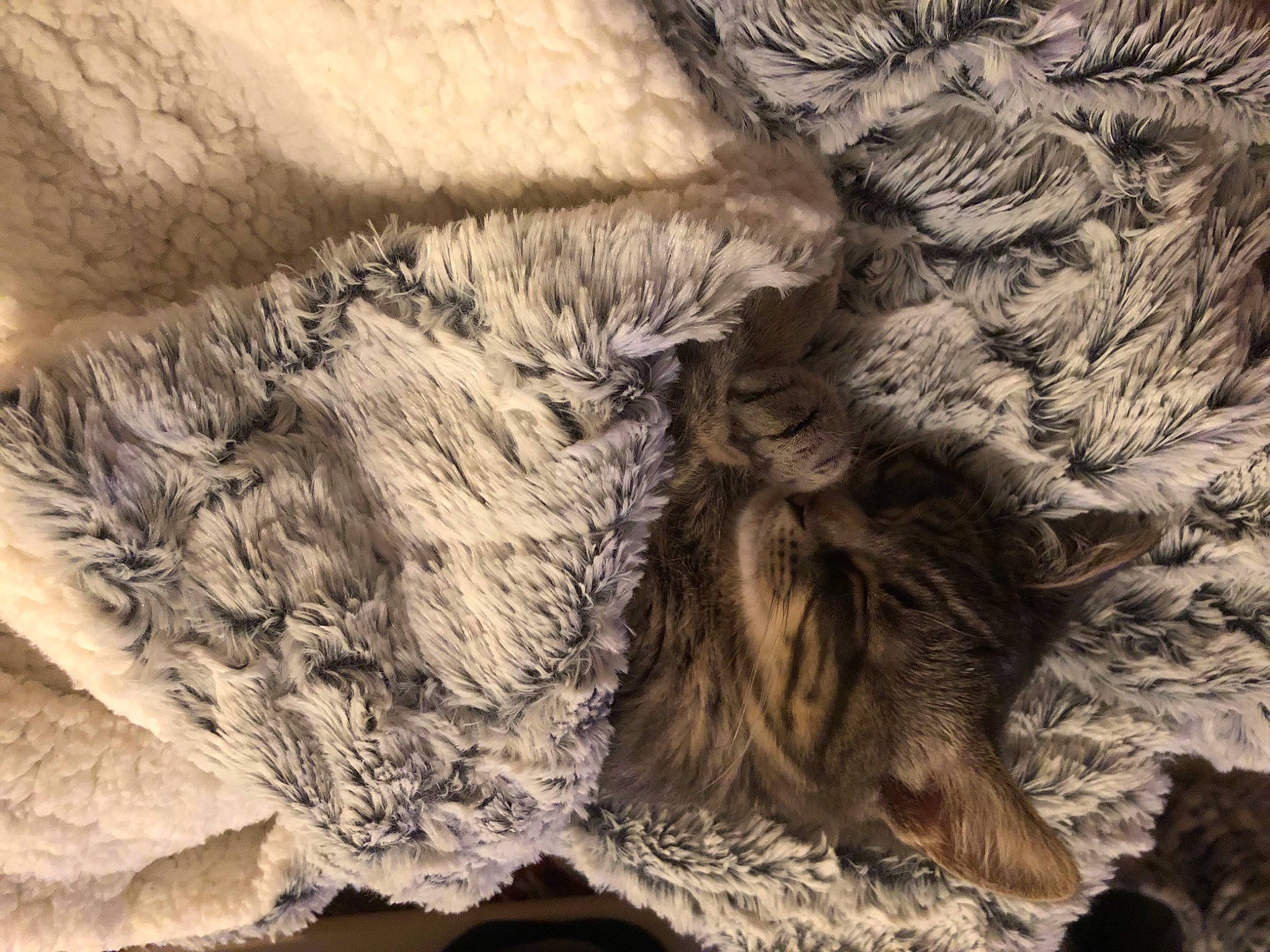 Pims a rejoint le concours — aidez-le/la à gagner de superbes lots ! beige, fawn, fur, natural_material