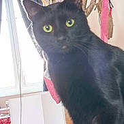 Buggles a rejoint le concours — aidez-le/la à gagner de superbes lots ! animal, background, black_cat, blurred, close_up, curious, curtain, domestic, domestic_cat, feline, fur, hanging_objects, home, indoor, looking, pet, soft_light, whiskers, window, yellow_eyes