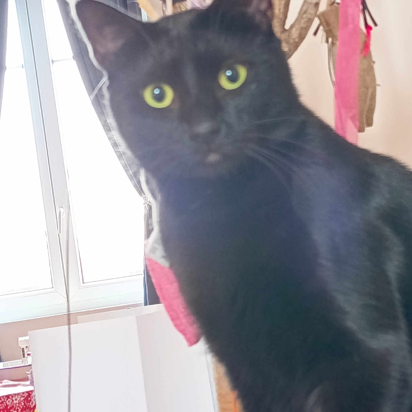 Buggles a rejoint le concours — aidez-le/la à gagner de superbes lots ! animal, background, black_cat, blurred, close_up, curious, curtain, domestic, domestic_cat, feline, fur, hanging_objects, home, indoor, looking, pet, soft_light, whiskers, window, yellow_eyes