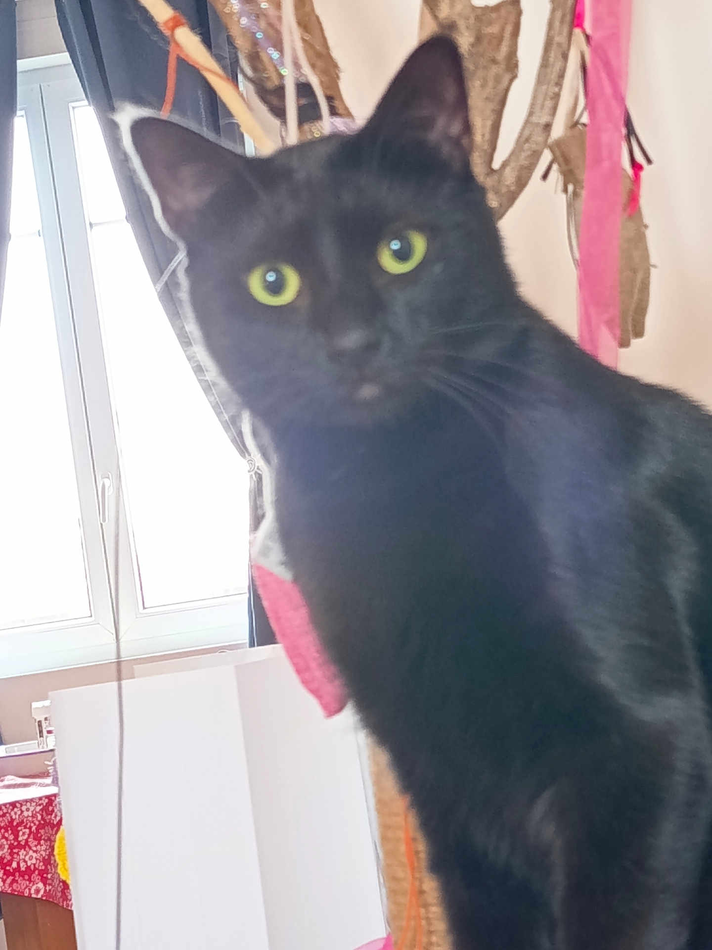 Buggles a rejoint le concours — aidez-le/la à gagner de superbes lots ! animal, background, black_cat, blurred, close_up, curious, curtain, domestic, domestic_cat, feline, fur, hanging_objects, home, indoor, looking, pet, soft_light, whiskers, window, yellow_eyes