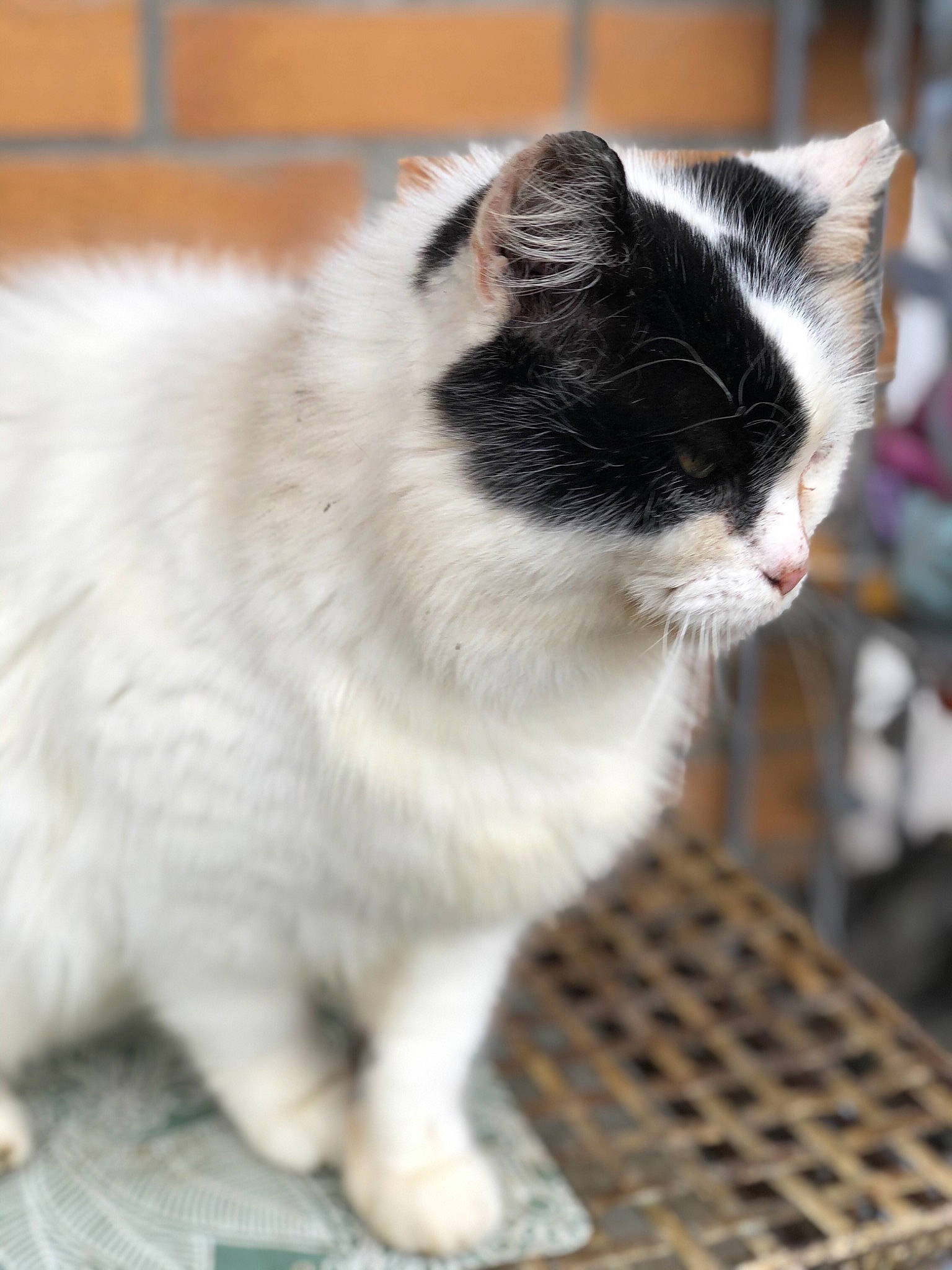 Jackson participe au concours pour gagner de l'argent avec cette photo : carnivore, cat, claw, domestic_short_haired_cat, felidae, fur, mesh, paw, sitting, small_to_medium_sized_cats, snout, tail, whiskers, window