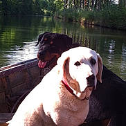 Shimsa a rejoint le concours — aidez-le/la à gagner de superbes lots ! american_bulldog, bandog, bulldog, bully_kutta, canidae, carnivore, dog, dog_breed, ear, fawn, guard_dog, mammal, non_sporting_group, snout, sporting_group, valley_bulldog, vertebrate