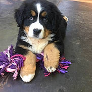 Nana participe au concours pour gagner de l'argent avec cette photo : appenzeller_sennenhund, bernese_mountain_dog, canidae, carnivore, companion_dog, dog, dog_breed, english_shepherd, entlebucher_mountain_dog, greater_swiss_mountain_dog, mammal, puppy, puppy_love, rare_breed_dog, snout, sporting_group, vertebrate, working_dog