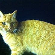 Corto a rejoint le concours — aidez-le/la à gagner de superbes lots ! american_bobtail, american_wirehair, arabian_mau, asian, australian_mist, carnivore, cat, cymric, domestic_short_haired_cat, european_shorthair, fawn, felidae, fur, german_rex, mammal, ojos_azules, small_to_medium_sized_cats, tabby_cat, vertebrate, whiskers