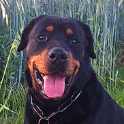 Ugo participe au concours pour gagner de l'argent avec cette photo : austrian_black_and_tan_hound, beauceron, canidae, carnivore, dog, dog_breed, guard_dog, huntaway, hunting_dog, mammal, molosser, polish_hunting_dog, rottweiler, snout, sporting_group, vertebrate, working_dog