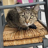 Nala a rejoint le concours — aidez-le/la à gagner de superbes lots ! animal, cat, chair, curious, ears, face, feline, floor, fur, furniture, green_eyes, home, indoor, looking, pet, resting, tabby_cat, tile_floor, whiskers, woven_seat