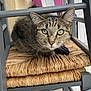 animal, cat, chair, curious, ears, face, feline, floor, fur, furniture, green_eyes, home, indoor, looking, pet, resting, tabby_cat, tile_floor, whiskers, woven_seat