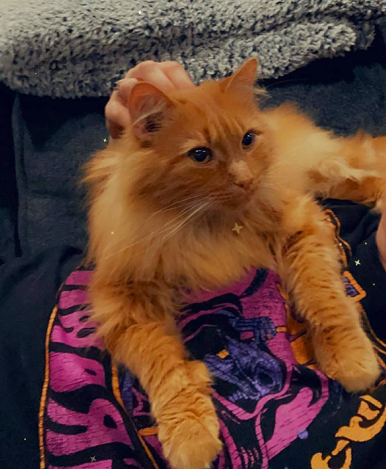 Jensen is registered to the contest to win money with this photo: carnivore, cat, claw, domestic_short_haired_cat, electric_blue, fawn, felidae, fur, magenta, paw, plant, small_to_medium_sized_cats, snout, tail, whiskers