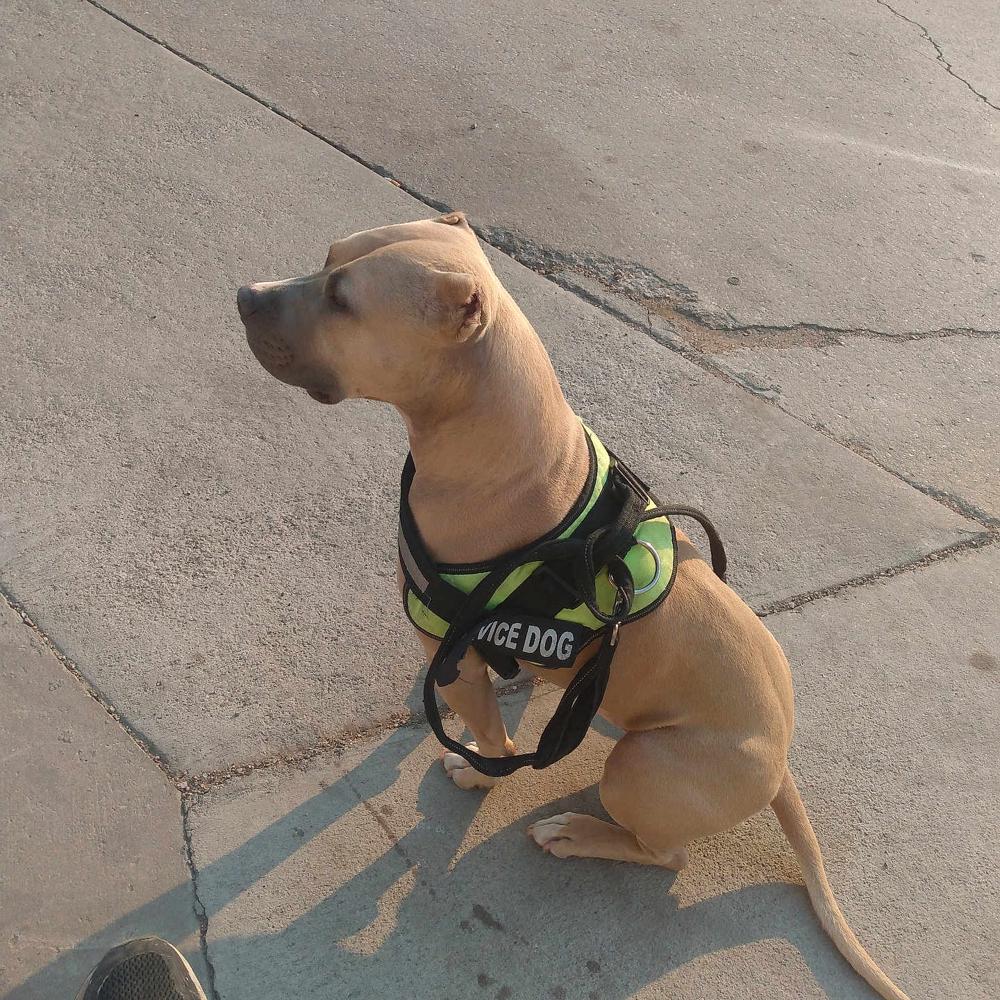 King Rex joined the competition — help win amazing prizes! animal, calm, canine, concrete, daylight, dog, footwear, leash, obedient, outdoor, pavement, pet, quiet, service_dog, shadow, shoe, sidewalk, sitting, tan_dog, vest