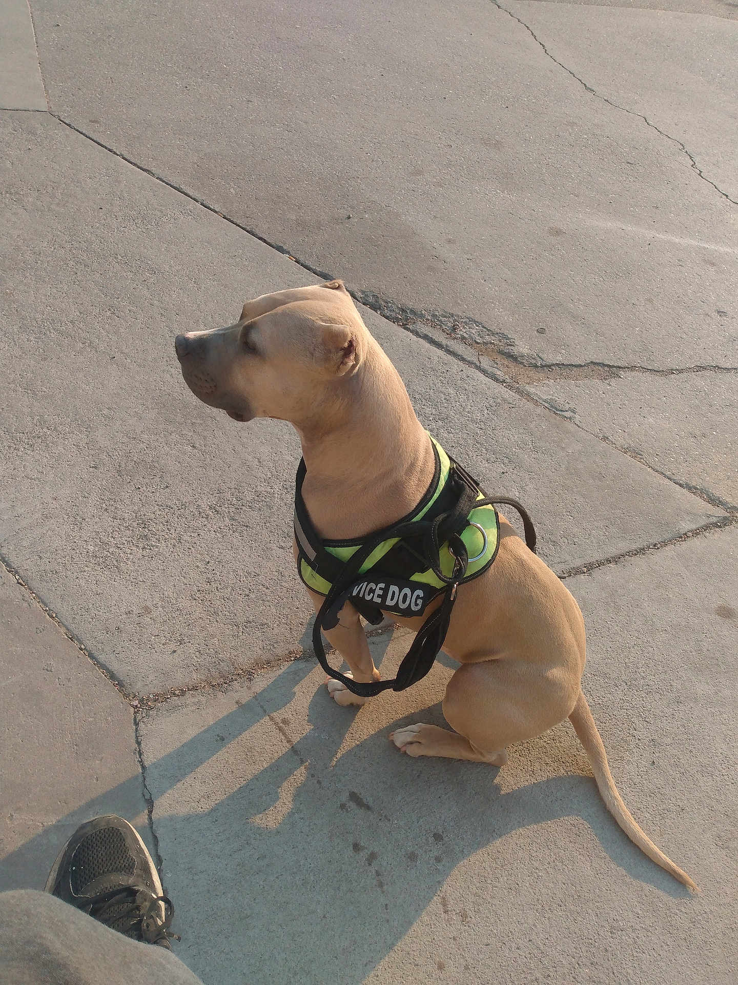 King Rex joined the competition — help win amazing prizes! animal, calm, canine, concrete, daylight, dog, footwear, leash, obedient, outdoor, pavement, pet, quiet, service_dog, shadow, shoe, sidewalk, sitting, tan_dog, vest